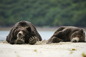 Two Brown Bears -Ursus arctos- sleeping next to each other in the sand, Katmai National Park, Alaska Two Brown Bears -Ursus arctos- sleeping next to each other in the sand, Katmai National Park, Alaska