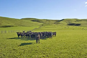 Brown cows on a green pasture, Gisborne Region, North Island, New Zealand Brown cows on a green pasture, Gisborne Region, North Island, New Zealand