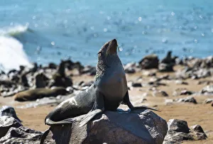 Brown Fur Seal or Cape Fur Seal -Arctocephalus pusillus-, Dorob National Park, Cape Cross Brown Fur Seal or Cape Fur Seal -Arctocephalus pusillus-, Dorob National Park, Cape Cross