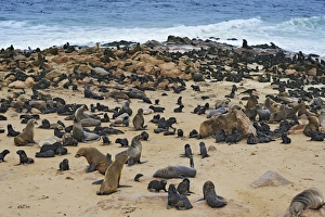 Brown Fur Seals or Cape Fur Seals -Arctocephalus pusillus- on the beach, Cape Cross Brown Fur Seals or Cape Fur Seals -Arctocephalus pusillus- on the beach, Cape Cross