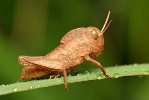 Brown Grasshopper nymph