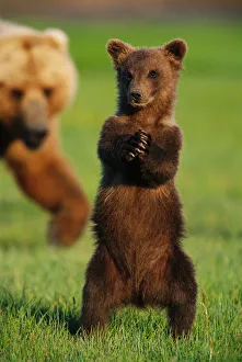 Brown grizzly bear cub (Ursus arctos) standing in front of mother Brown grizzly bear cub (Ursus arctos) standing in front of mother