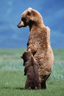 Brown grizzly bear (Ursus arctos) standing with young cub Brown grizzly bear (Ursus arctos) standing with young cub