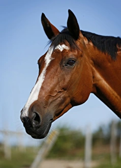 Brown mare Wielkopolska, Polish warmblooded horse, portrait Brown mare Wielkopolska, Polish warmblooded horse, portrait