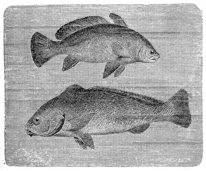 Brown meagre or corb (Sciaena umbra) and Umbrina Brown meagre or corb (Sciaena umbra) and Umbrina