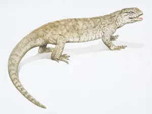 A brown Monitor Lizard with a long tail, side view A brown Monitor Lizard with a long tail, side view