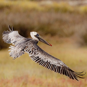 <b class=qtipBold><figcaption>Brown Pelican In Flight</figcaption></b><br>A Brown Pelican cruising through the air with wings spread wide with the autumnal colors of the Bolsa Chica wetlands in the background.<br><em>© 2009 Susan Gary</em> Brown Pelican In Flight