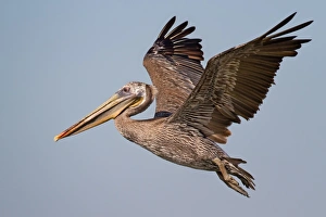 <b class=qtipBold><figcaption>Brown pelican on flight</figcaption></b><br>Brown pelican bird on flight.<br><em>© Phoo Chan</em> Brown pelican on flight