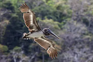 Brown Pelican (Pelecanus occidentalis) in flight, Playa Samara, Samara, Nicoya Peninsula Brown Pelican (Pelecanus occidentalis) in flight, Playa Samara, Samara, Nicoya Peninsula