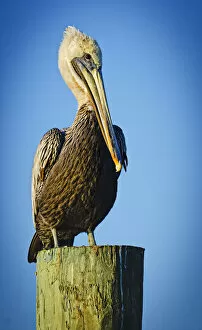 Images Dated 24th October 2011: Brown Pelican perching on wooden post