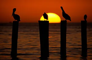 Brown pelicans (Pelecanus occidentalis) on posts at sunset Brown pelicans (Pelecanus occidentalis) on posts at sunset