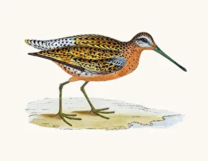 <b class=qtipBold><figcaption>Brown snipe</figcaption></b><br>A photograph of an original hand-colored engraving from The History of British Birds by Morris published in 1853-1891.<br><em>© mashuk</em> Brown snipe