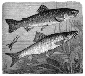 The brown trout (Salmo trutta) and Cyprinidae The brown trout (Salmo trutta) and Cyprinidae