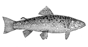 Brown Trout (Salmo Trutta Morpha Fario) , salmo fario Brown Trout (Salmo Trutta Morpha Fario) , salmo fario