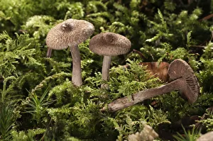 Brown Violet Fiber Caps -Inocybe cincinata-, Untergroeningen, Baden-Wuerttemberg, Germany Brown Violet Fiber Caps -Inocybe cincinata-, Untergroeningen, Baden-Wuerttemberg, Germany