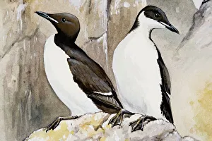 Bruennichs guillemot (Uria lomvia), two birds perching on a rock, looking away