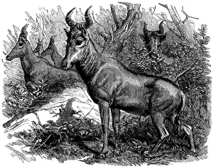 Bubale Antelope in the Zoological Society's Gardens, Illustrated London News Bubale Antelope in the Zoological Society's Gardens, Illustrated London News