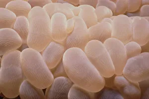 <b class=qtipBold><figcaption>Bubble Coral</figcaption></b><br>Jeff Rotman Underwater Photography, 6395-000265 Bubble Coral
