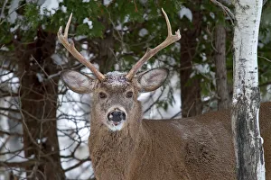 <b class=qtipBold><figcaption>Buck fight antlers</figcaption></b><br><em>© JIm Cumming</em> Buck fight antlers