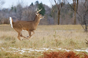 <b class=qtipBold><figcaption>Buck on the run</figcaption></b><br><em>© Jim Cumming</em> Buck on the run