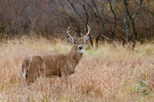 <b class=qtipBold><figcaption>Buck in tall grass</figcaption></b><br><em>© JIm Cumming</em> Buck in tall grass