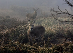 <b class=qtipBold><figcaption>Bucks and doe</figcaption></b><br>Bucks and doe in forest.<br><em>© Jim Cumming</em> Bucks and doe