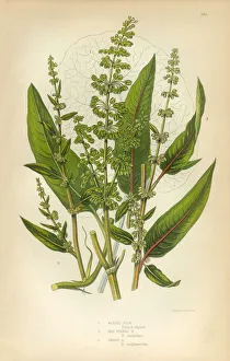 Buckwheat, Dock, Rumex, Meadow Dock, Victorian Botanical Illustration Buckwheat, Dock, Rumex, Meadow Dock, Victorian Botanical Illustration