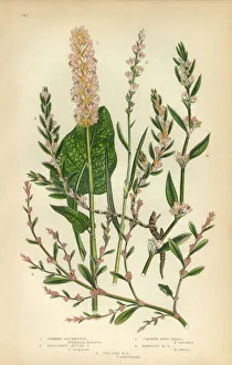 Buckwheat, Knot Grass, Sorrel, Rhubarb, Victorian Botanical Illustration Buckwheat, Knot Grass, Sorrel, Rhubarb, Victorian Botanical Illustration