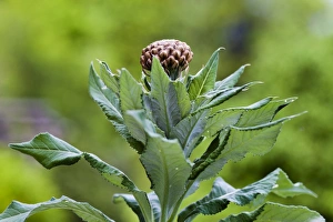 Bud of Rhaponticum scariosum subsp. rhaponticum Bud of Rhaponticum scariosum subsp. rhaponticum