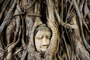 Buddha head overgrown by tree root at Ayutthaya Buddha head overgrown by tree root at Ayutthaya