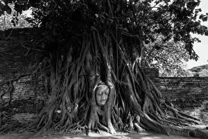 Buddha head in tree roots, Wat Mahathat, Ayutthaya Buddha head in tree roots, Wat Mahathat, Ayutthaya