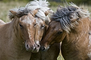 <b class=qtipBold><figcaption>Buddies</figcaption></b><br>Three Fjord horses are very close none to nose beside each other.<br><em>© Copyright 2010 Michael Cummings</em> Buddies