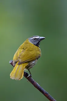 Buff-throated Saltator (Saltator maximus) Costa Rica Buff-throated Saltator (Saltator maximus) Costa Rica