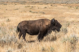 Buffalo - American Bison Yellowstone - Grand Teton National Park Buffalo - American Bison Yellowstone - Grand Teton National Park