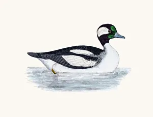 <b class=qtipBold><figcaption>Buffelhead Duck Waterfowl bird</figcaption></b><br>A photograph of an original hand-colored engraving from The History of British Birds by Morris published in 1853-1891.<br><em>© mashuk</em> Buffelhead Duck Waterfowl bird