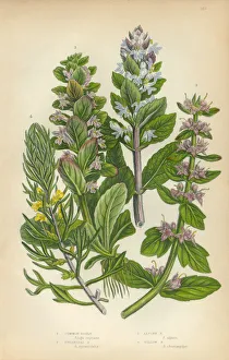 Bugleweed, Ajuga, Ground Pine, Carpet Bugle, Victorian Botanical Illustration Bugleweed, Ajuga, Ground Pine, Carpet Bugle, Victorian Botanical Illustration