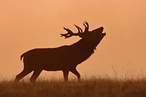 <b class=qtipBold><figcaption>Bugling Stag</figcaption></b><br>Red deer stag bugles during the rut at dawn on a misty morning<br><em>© Copyright HammerchewerGCR 2016</em> Bugling Stag