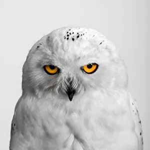 <b class=qtipBold><figcaption>Buho Nival</figcaption></b><br>buho nival snowy owl<br><em>© 2012silversaltphoto</em> Buho Nival
