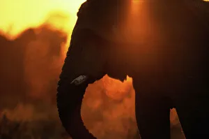 Male Animal Gallery: Bull Elephant by Water Hole at Sunset