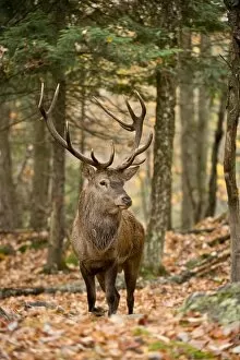 Images Dated 19th October 2012: Bull Elk