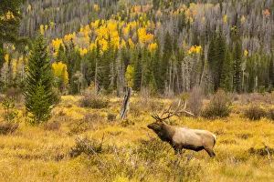 Bull elk (Cervus canadensis) in field, Rocky Mountain National Park, Colorado, USA Bull elk (Cervus canadensis) in field, Rocky Mountain National Park, Colorado, USA
