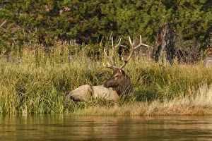 Bull Elk (Cervus canadensis) along Madison River, Yellowstone National Park, Montana Bull Elk (Cervus canadensis) along Madison River, Yellowstone National Park, Montana