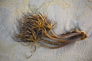 Bull Kelp Seaweed Washed Up On Wickaninnish Beach In Pacific Rim National Park Near Tofino Bull Kelp Seaweed Washed Up On Wickaninnish Beach In Pacific Rim National Park Near Tofino