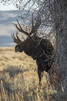 <b class=qtipBold><figcaption>Bull Moose</figcaption></b><br>A bull moose rubs a tree in Grand Teton National Park, Wyoming.<br><em>© 2014 Chase Dekker Wild-Life Images</em> Bull Moose