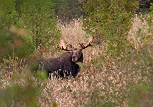 <b class=qtipBold><figcaption>Bull moose in Algonquin Park Canada</figcaption></b><br><em>© Jim Cumming</em> Bull moose in Algonquin Park Canada