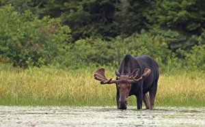 <b class=qtipBold><figcaption>Bull moose in marsh</figcaption></b><br>Bull moose eating in the marsh in Algonquin Park, Canada<br><em>© Jim Cumming</em> Bull moose in marsh