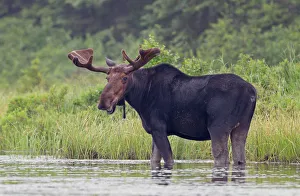 <b class=qtipBold><figcaption>Bull moose in the marsh</figcaption></b><br>Bull moose in the marsh in Algonquin Park, Canada.<br><em>© Jim Cumming</em> Bull moose in the marsh
