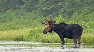 <b class=qtipBold><figcaption>Bull moose in marsh eating</figcaption></b><br>Bull moose in marsh eating in Algonquin Park, Canada.<br><em>© Jim Cumming</em> Bull moose in marsh eating