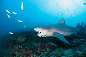 <b class=qtipBold><figcaption>Ups</figcaption></b><br>Bull shark with part of the tuna at his mouth.Fiji. Bequa lagoon.<br><em>© Andrey Narchuk</em> Ups