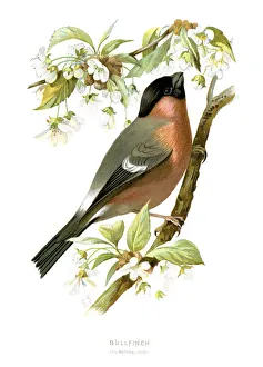 <b class=qtipBold><figcaption>Bullfinch</figcaption></b><br>Vintage colour lithograph from 1883 of a Bullfinch. The Bullfinch, Common Bullfinch or Eurasian Bullfinch (Pyrrhula pyrrhula) is a small passerine bird in the finch family Fringillidae.<br><em>© Duncan Walker</em> Bullfinch
